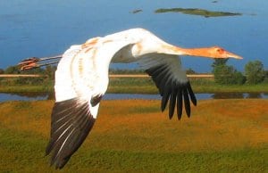 Whooping crane in flight at the Necedah National Wildlife RefugePhoto by: Operation Migration, USFWShttps://creativecommons.org/licenses/by/2.0/