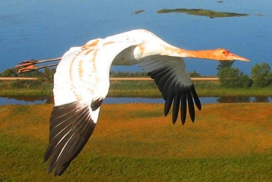 Whooping crane in flight at the Necedah National Wildlife RefugePhoto by: Operation Migration, USFWShttps://creativecommons.org/licenses/by/2.0/