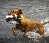 Wirehaired Vizsla Coming Out Of The Water With A Duckphoto By: (C) Aneta77 Www.fotosearch.com