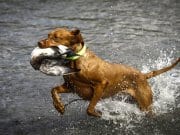 Wirehaired Vizsla coming out of the water with a duckPhoto by: (c) aneta77 www.fotosearch.com