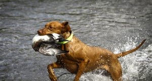 Wirehaired Vizsla coming out of the water with a duckPhoto by: (c) aneta77 www.fotosearch.com