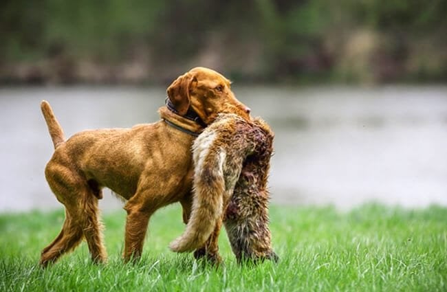 Wirehaired Vizsla with a fox Photo by: (c) aneta77 www.fotosearch.com