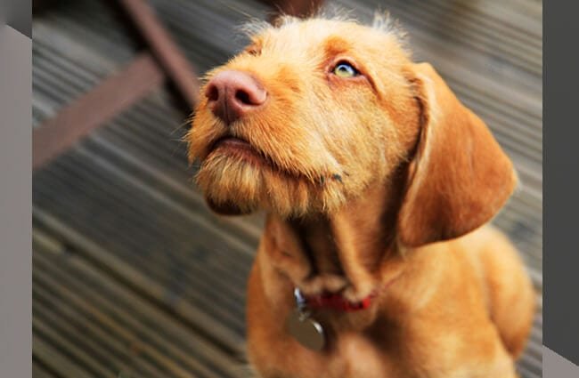 Wirehaired Vizsla puppy Photo by: (c) MikeCharles www.fotosearch.com