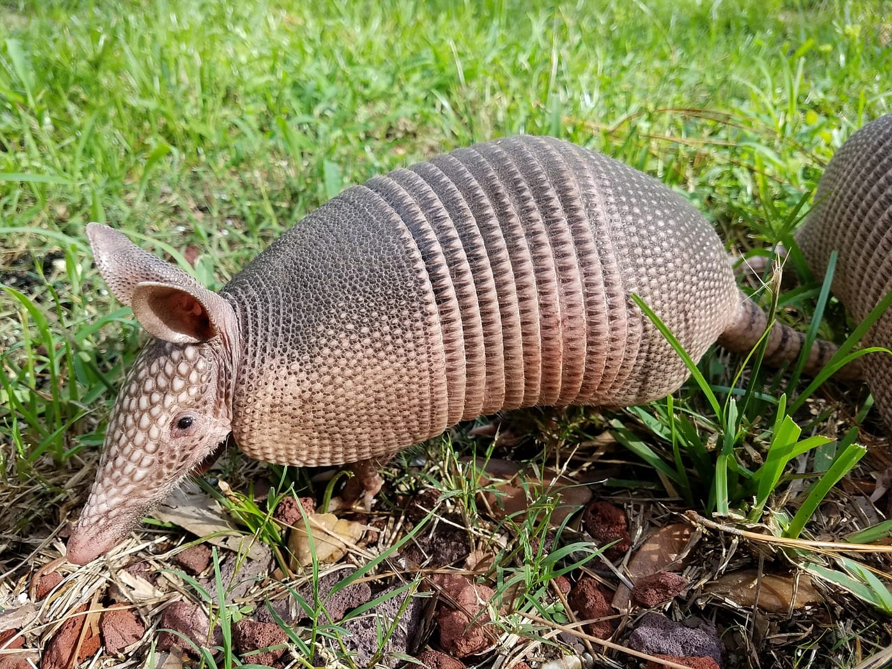 armadillo predators