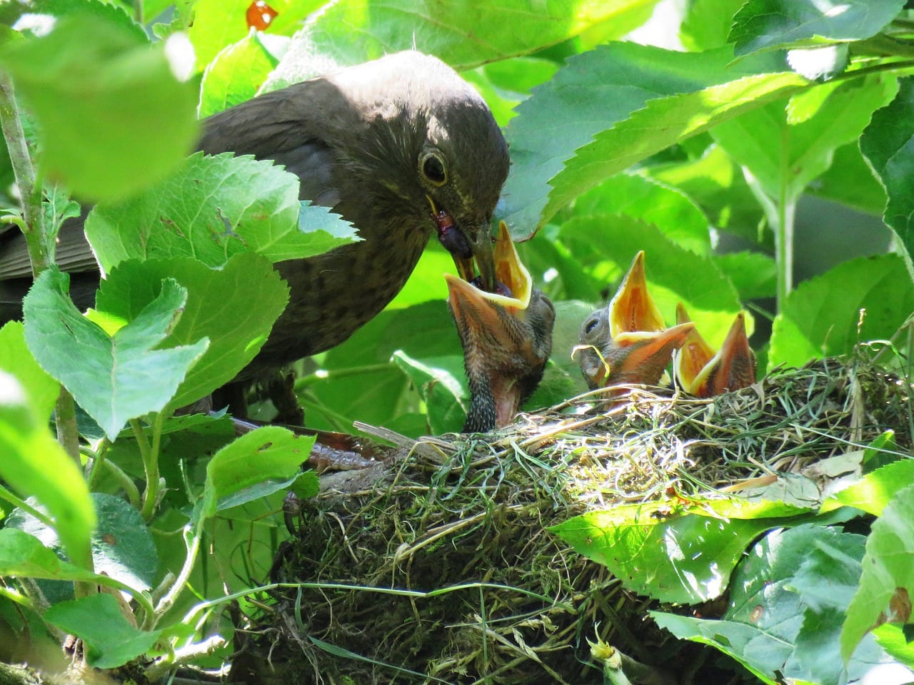 https://pixabay.com/en/blackbird-nest-young-birds-hungry-1507903/