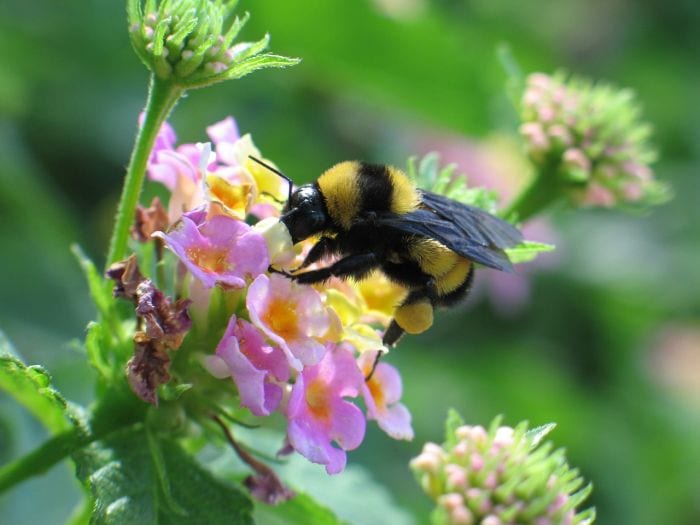 https://pixabay.com/en/bumblebee-bees-poly-honey-flower-3700940/
