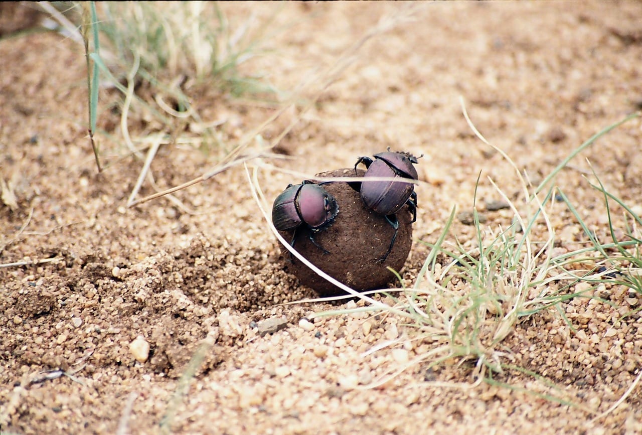 https://pixabay.com/en/dung-beatles-nature-beetle-dung-1355435/