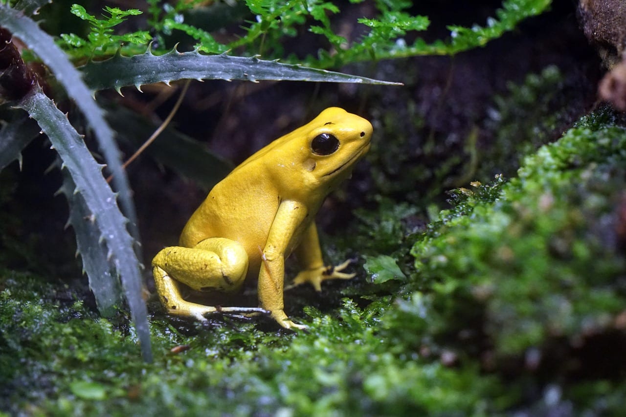 https://pixabay.com/en/frog-toxic-yellow-netherlands-1463831/