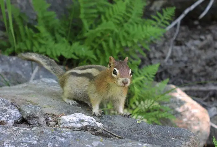 https://pixabay.com/en/golden-mantled-ground-squirrel-rodent-1238225/