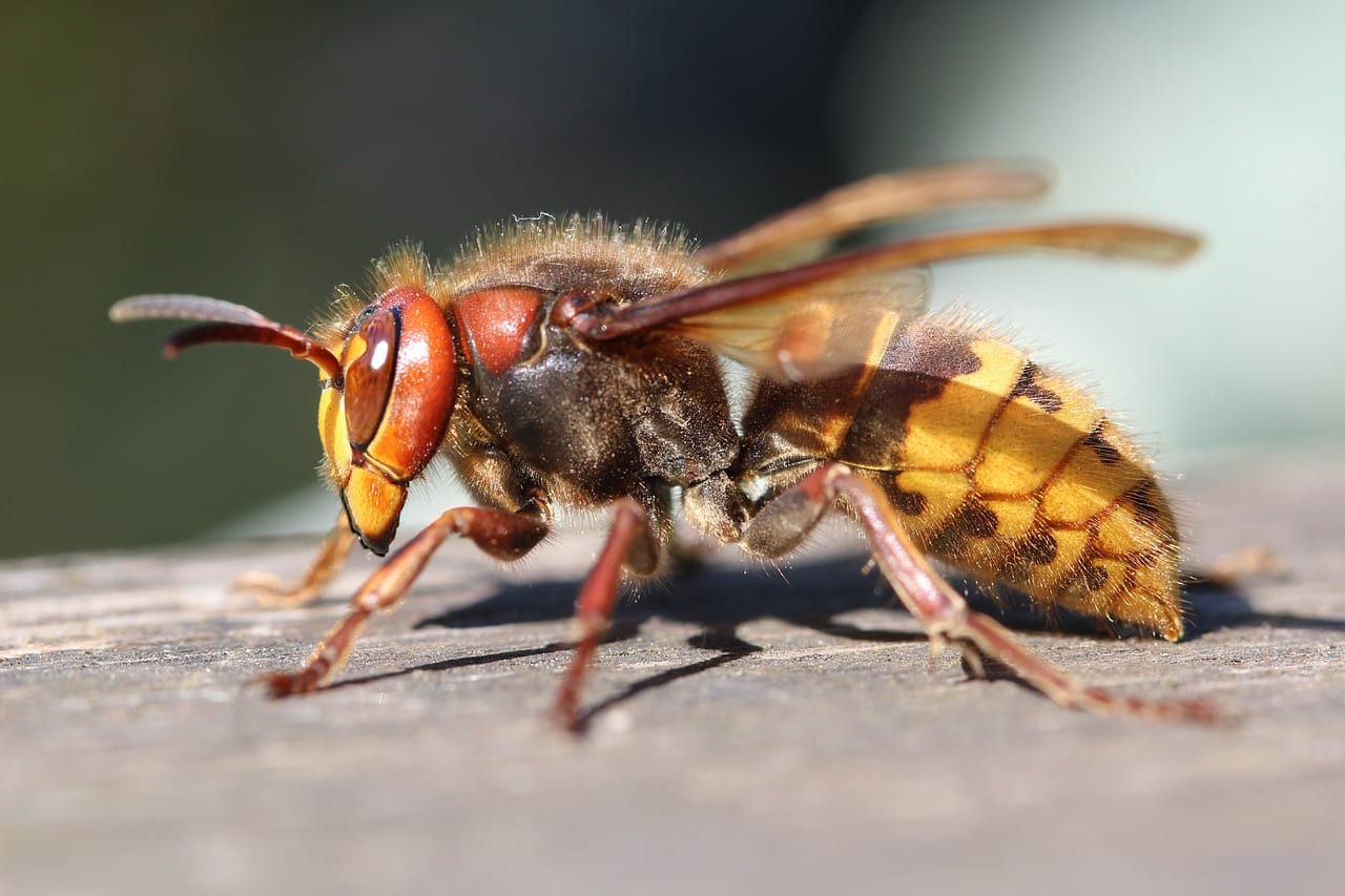 https://pixabay.com/en/insect-natural-wing-expensive-wasp-3341970/