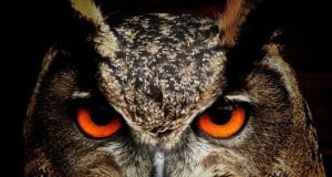 https://pixabay.com/en/owl-bird-eyes-eagle-owl-birds-50267/