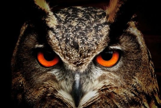 https://pixabay.com/en/owl-bird-eyes-eagle-owl-birds-50267/