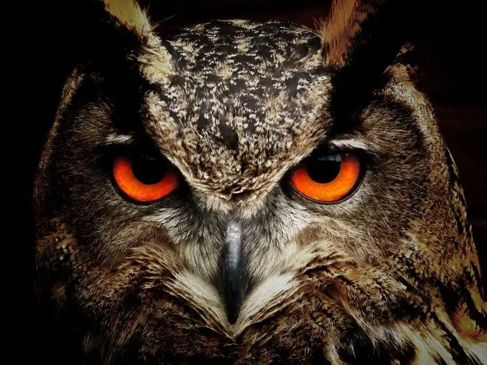 https://pixabay.com/en/owl-bird-eyes-eagle-owl-birds-50267/