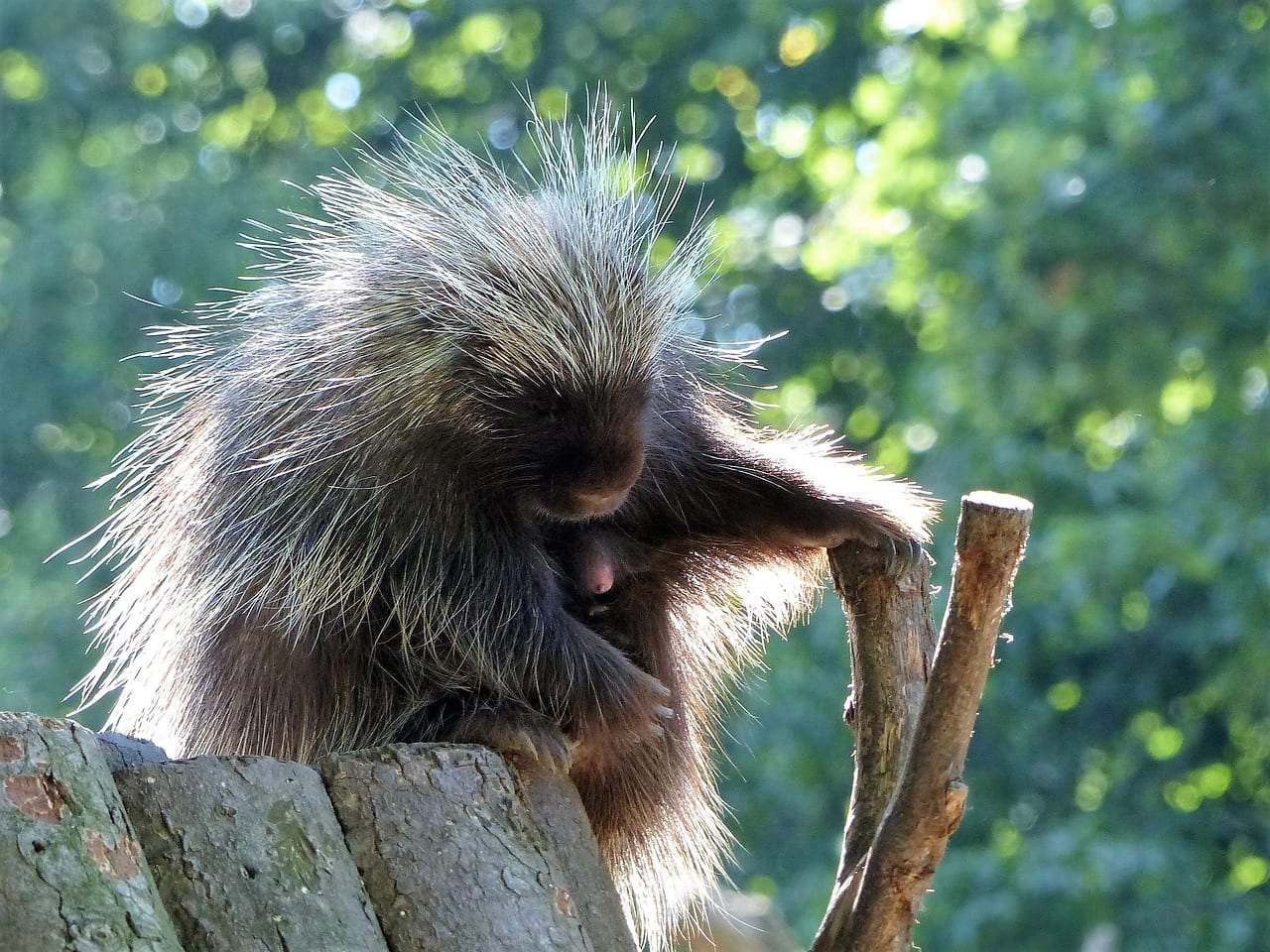 https://pixabay.com/en/porcupines-zoo-sleep-enjoy-relax-2439832/