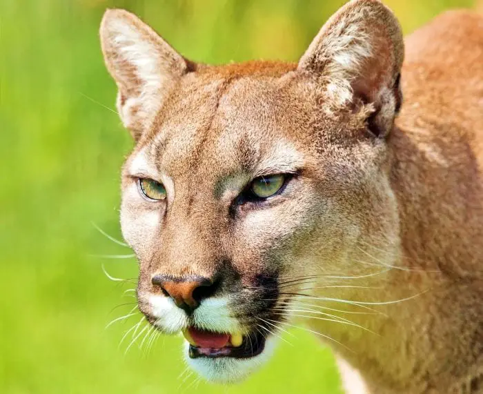 https://pixabay.com/en/puma-animal-mountain-lion-predator-2287640/