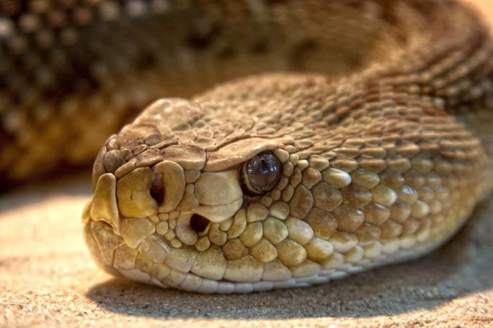 https://pixabay.com/en/rattlesnake-toxic-snake-dangerous-653646/