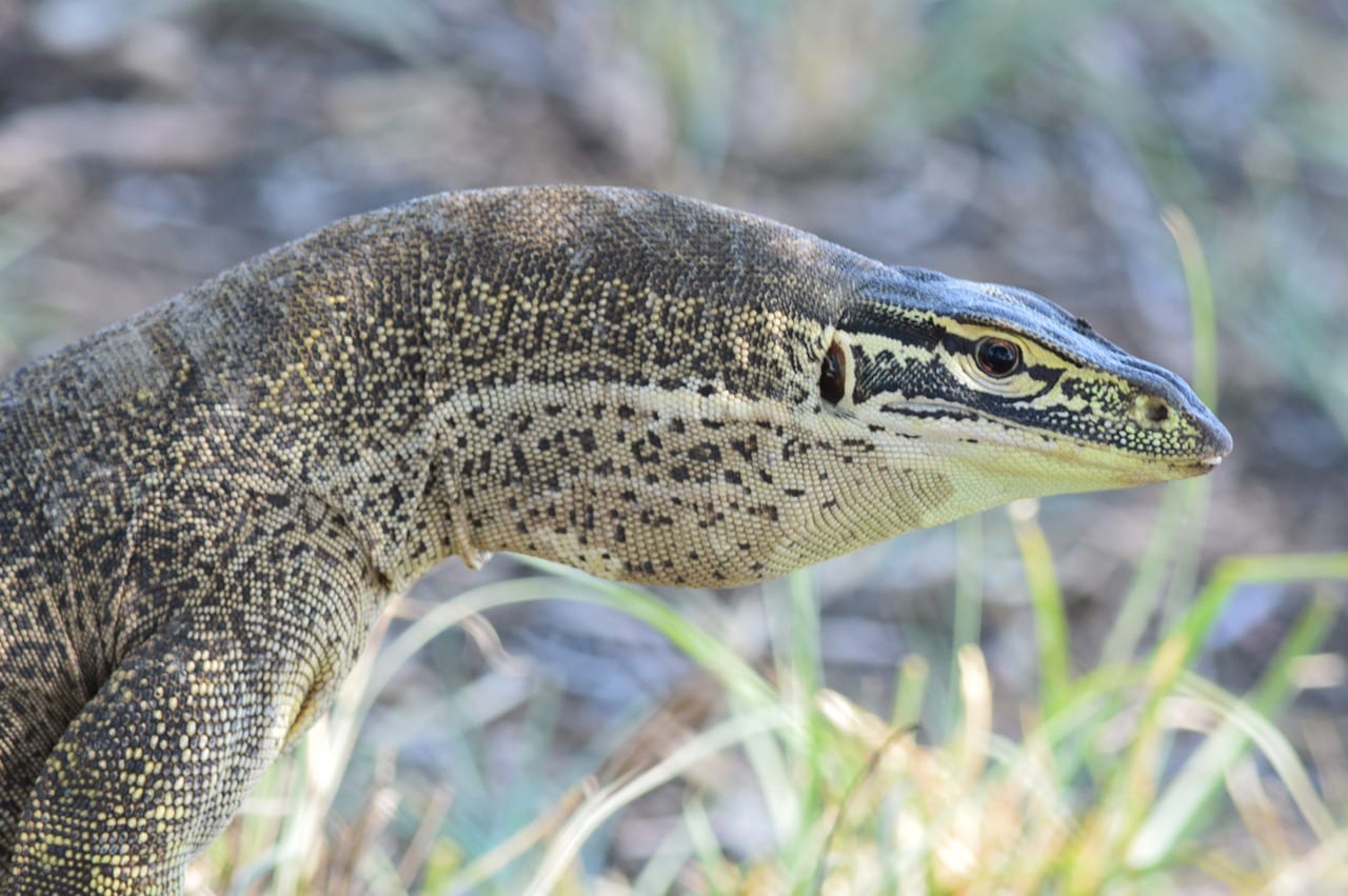 https://pixabay.com/en/reptile-nature-monitor-lizard-skin-1534038/