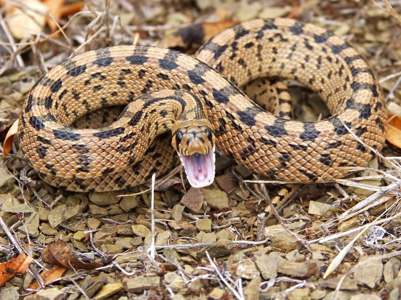 https://pixabay.com/en/snake-threat-brown-mountain-eight-1010085/