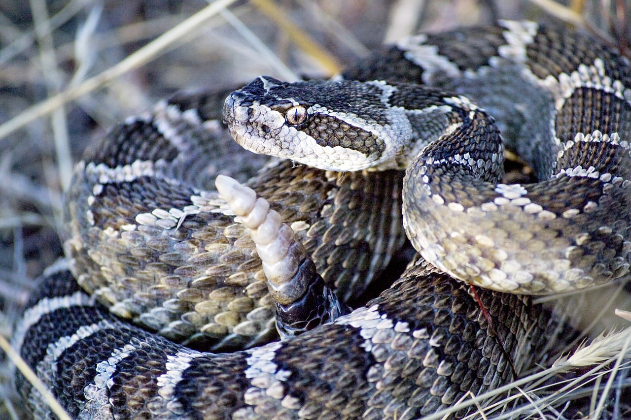 https://pixabay.com/en/snake-rattlesnake-rattle-desert-2799910/