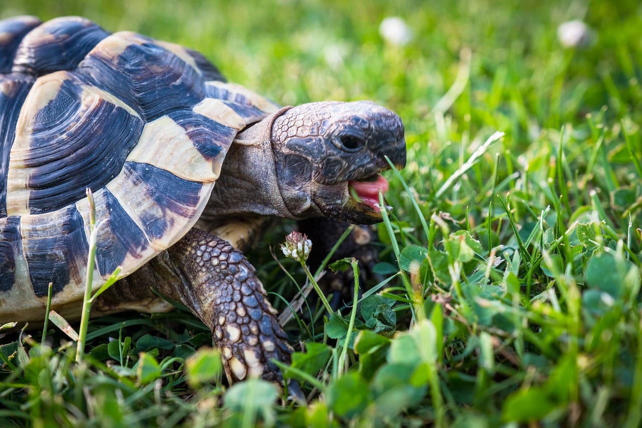 https://pixabay.com/en/turtle-greek-tortoise-reptile-3422222/