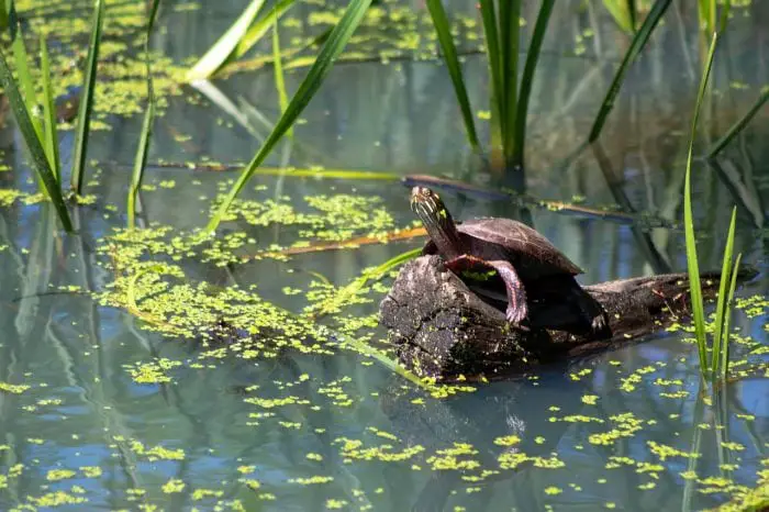 https://pixabay.com/en/turtle-painted-turtle-wild-wildlife-3458123/