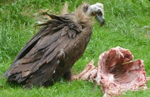 https://pixabay.com/en/vulture-animal-bird-bird-of-prey-1451749/