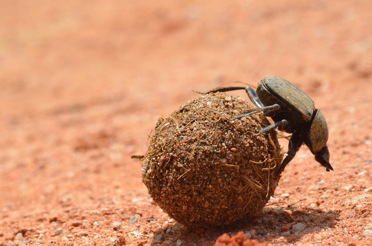 https://pixabay.com/en/wildlife-nature-little-dung-beetle-3168583/