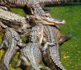 A Congregation Of American Alligators