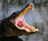 American Alligator With His Mouth Open Wide Photo By: Cuatrok77 Https://Creativecommons.org/Licenses/By-Nd/2.0/