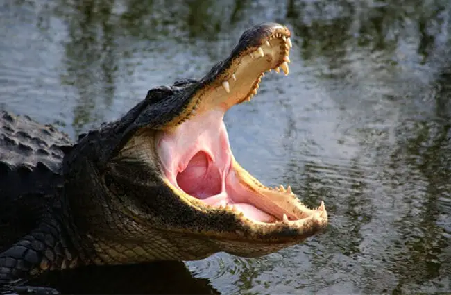 American Alligator with his mouth open wide Photo by: cuatrok77 https://creativecommons.org/licenses/by-nd/2.0/
