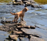 American Water Spaniel In The River