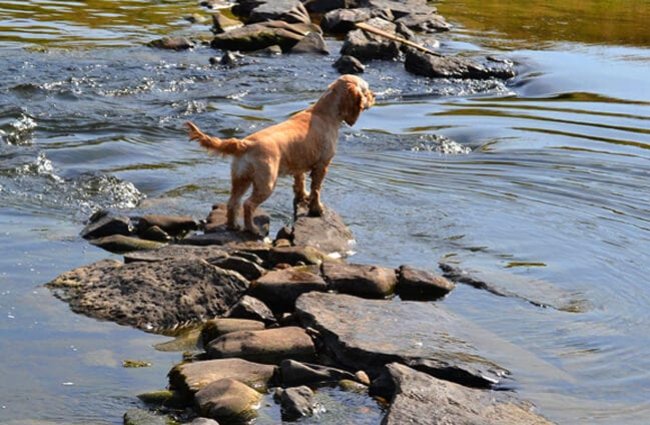 American Water Spaniel in the river