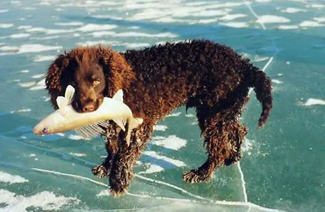 American Water Spaniel retrieved a fish Photo by: Norm and Mary Kangas https://creativecommons.org/licenses/by/2.0/