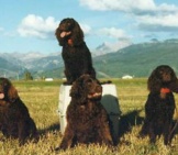 Portrait Of Champion American Water Spaniels Photo By: Norm And Mary Kangas Https://Creativecommons.org/Licenses/By/2.0/