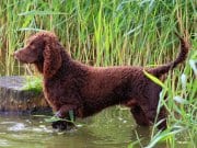 American Water Spaniel, alert in the waterPhoto by: (c) CaptureLight www.fotosearch.com