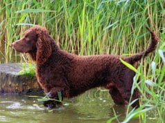 American Water Spaniel, alert in the waterPhoto by: (c) CaptureLight www.fotosearch.com
