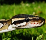 Closeup Of A Ball Python (Or Royal Python) In Profile
