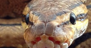 Extreme closeup of a ball python's face