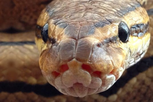 Extreme closeup of a ball python's face