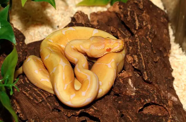 Albino Ball Python, royal python