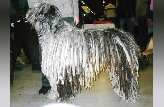 Beautiful Bergamasco Sheepdog in the show ring Photo by: Canarian CC BY-SA 4.0 https://creativecommons.org/licenses/by-sa/4.0