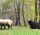 Black Bergamasco Sheepdog On Duty With His Sheep Photo By: Marchetti Maria Emilia Cc By-Sa 4.0 Https://Creativecommons.org/Licenses/By-Sa/4.0