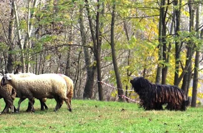 Black Bergamasco Sheepdog on duty with his sheep Photo by: Marchetti Maria Emilia CC BY-SA 4.0 https://creativecommons.org/licenses/by-sa/4.0