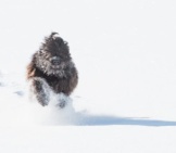 Bergamasco Sheepdog Racing Through The Glorious Snow! Photo By: (C) Rosselladegradi Www.fotosearch.com