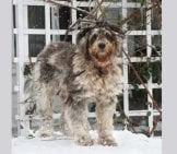 Young Bergamasco Sheepdog In The Snow Photo By: Towncommon Gfdl Http://Www.gnu.org/Copyleft/Fdl.html 