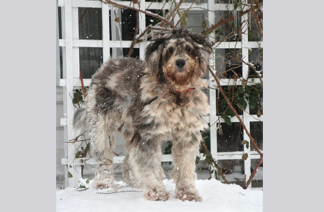 Young Bergamasco Sheepdog in the snow Photo by: Towncommon GFDL http://www.gnu.org/copyleft/fdl.html 