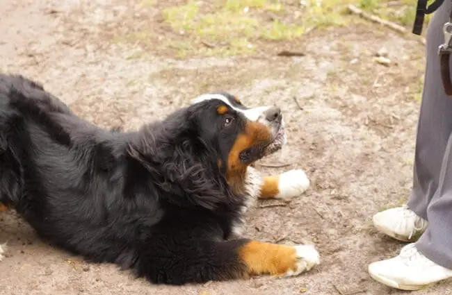 Bernese Mountain Dog challenging his human to a game of chase Photo by: StooMathiesen https://creativecommons.org/licenses/by/2.0/ 