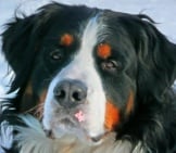 Closeup Of A Bernese Mountain Dog