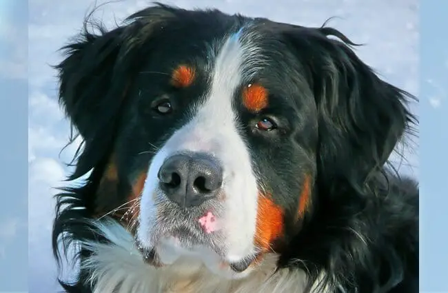 Closeup of a Bernese Mountain Dog