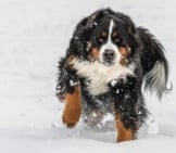 Bernese Mountain Dog Playing In The Snow